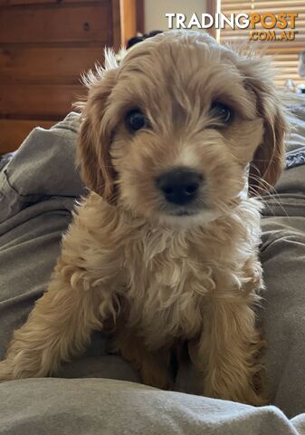 F B Cavoodle X Toy Poodle Puppy