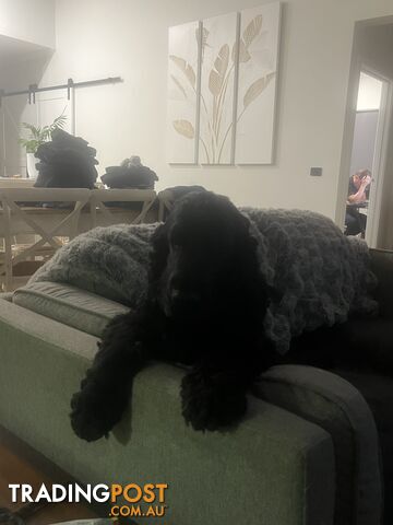 4 year old Cocker Spaniel