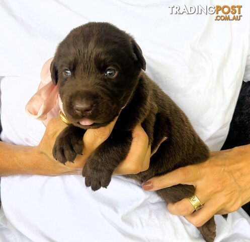 8 Purebred Labrador Puppies Cairns Area can be sent elsewhere.