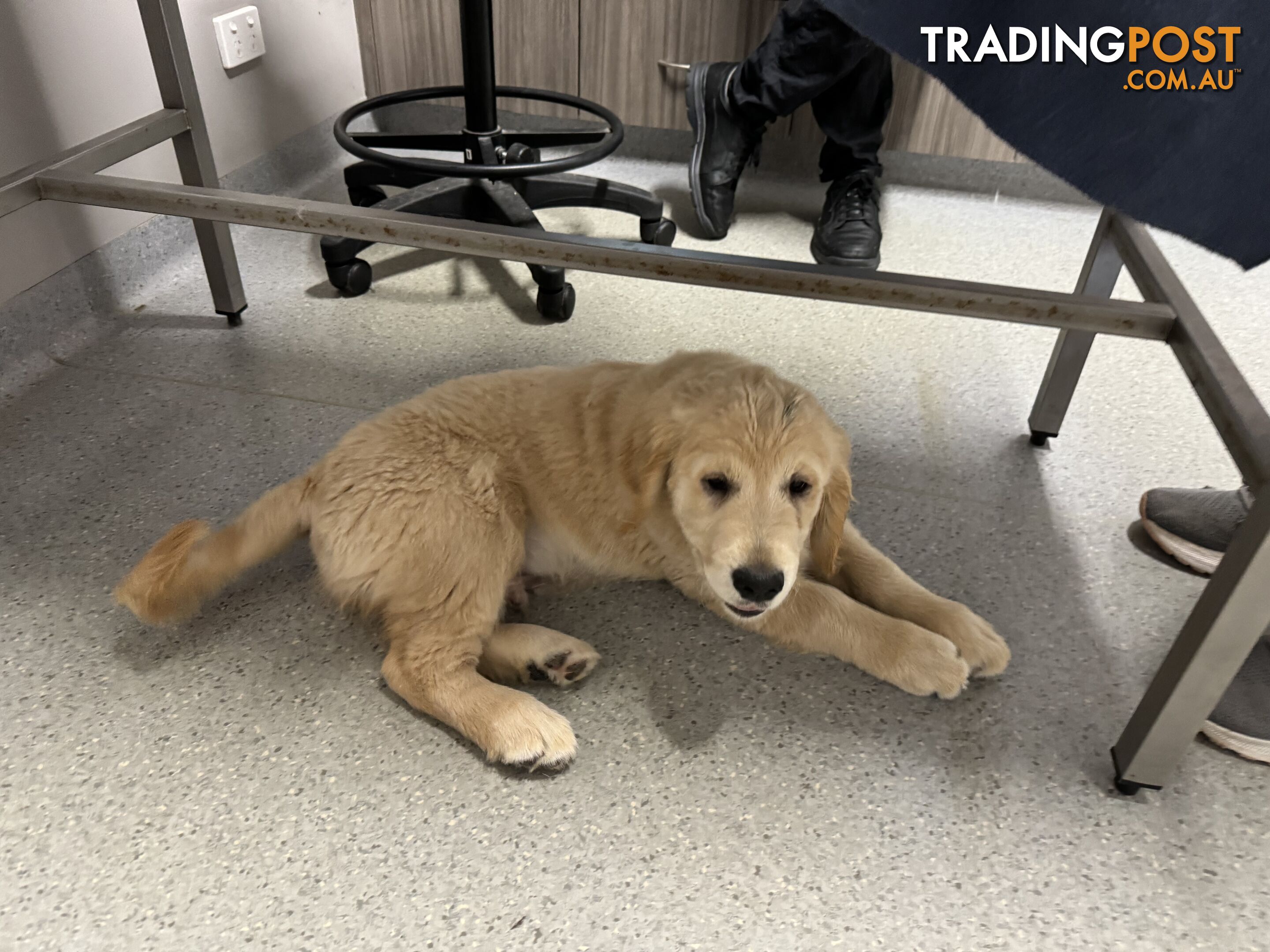 Golden Retriever Pure Bred Puppies