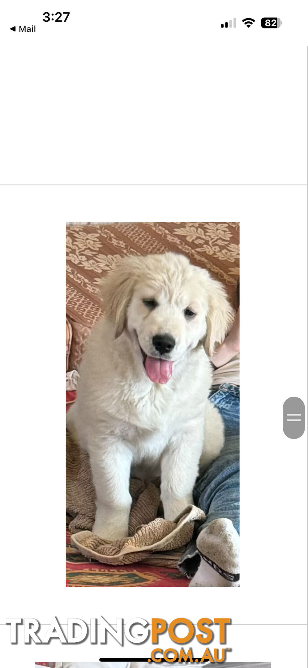 Golden Retriever Pure Bred Puppies