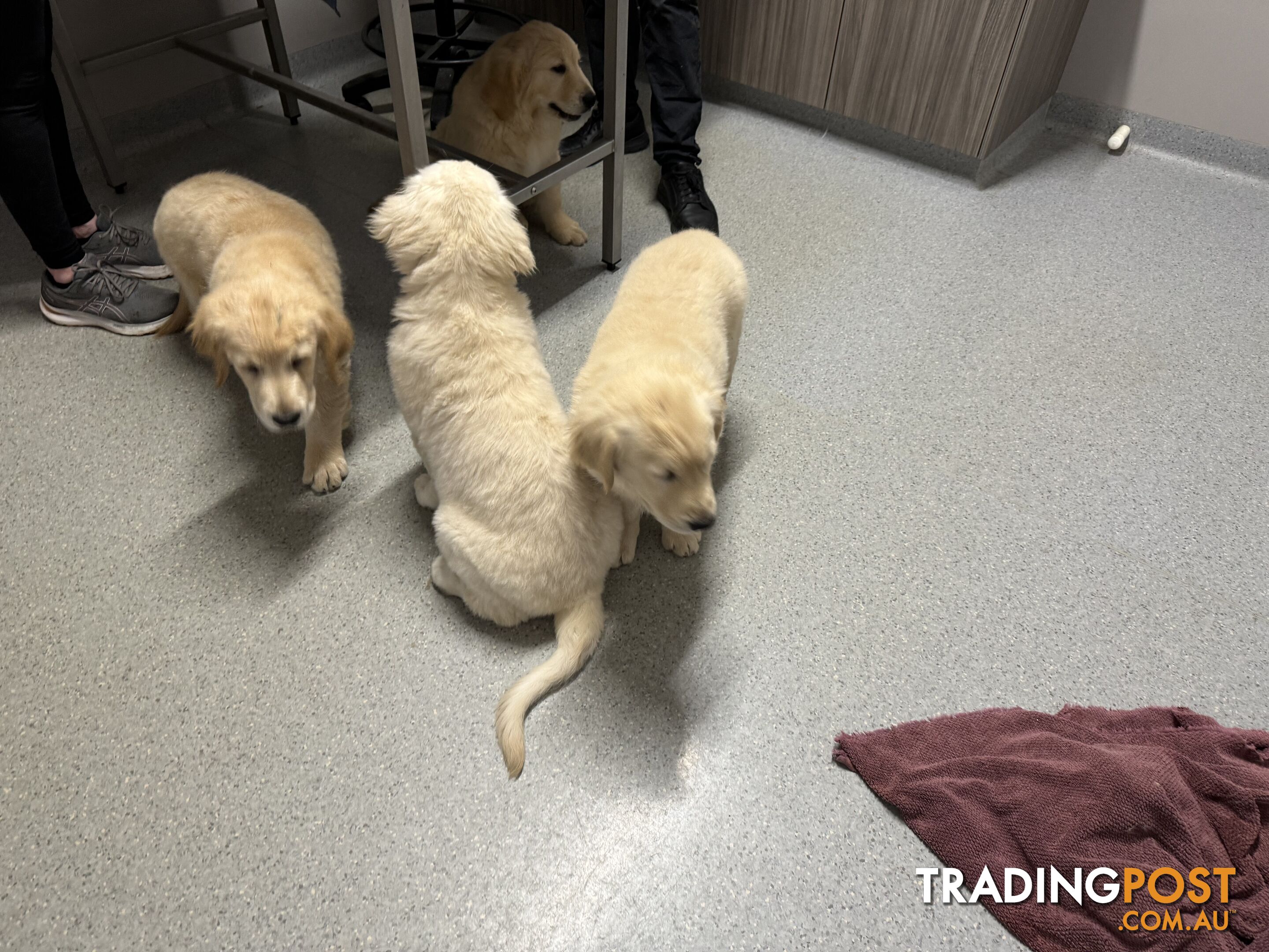 Golden Retriever Pure Bred Puppies