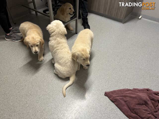 Golden Retriever Pure Bred Puppies