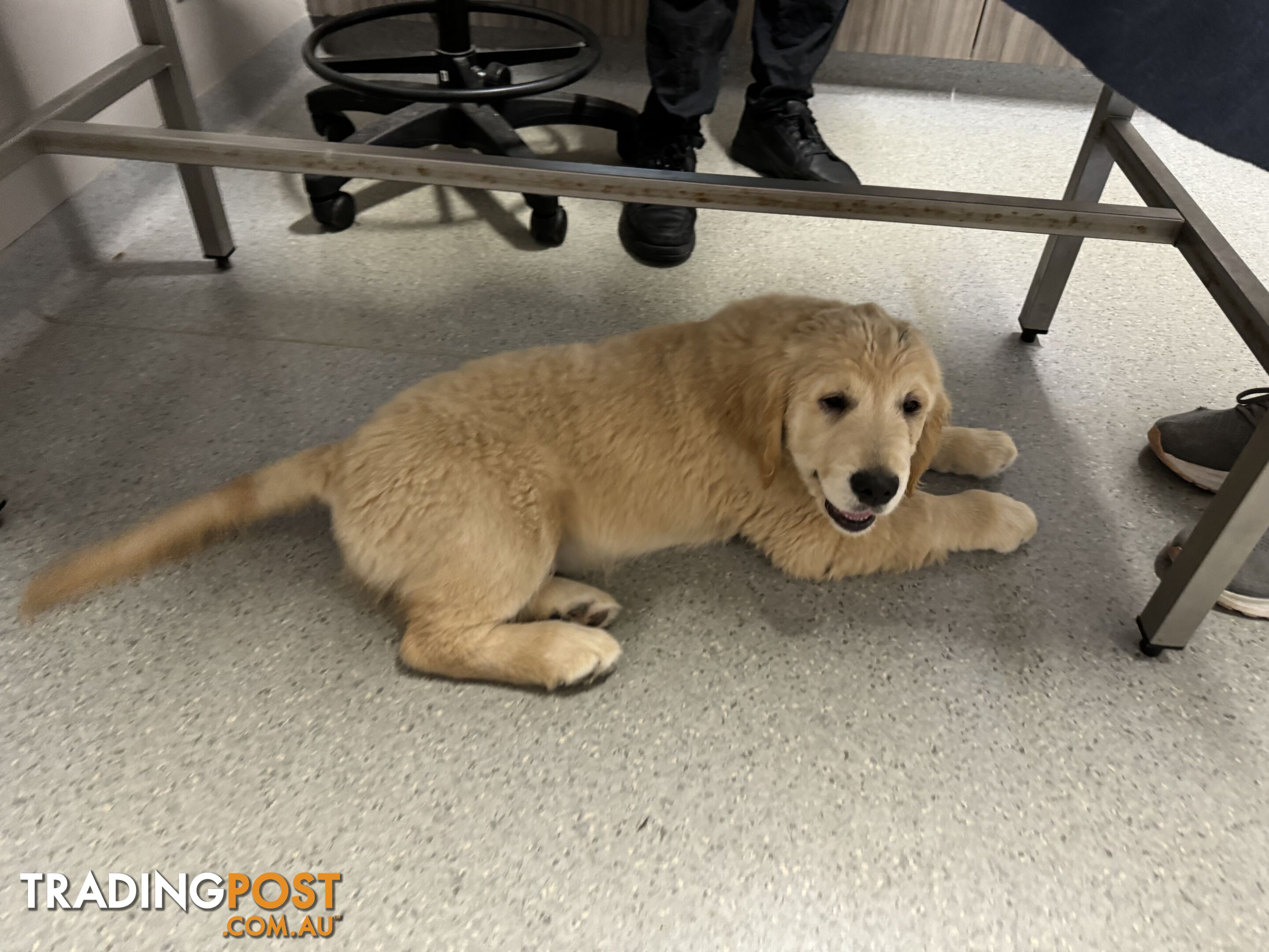 Golden Retriever Pure Bred Puppies