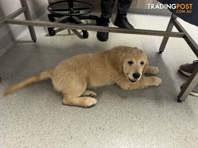 Golden Retriever Pure Bred Puppies