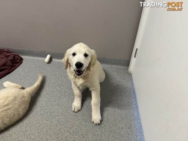 Golden Retriever Pure Bred Puppies