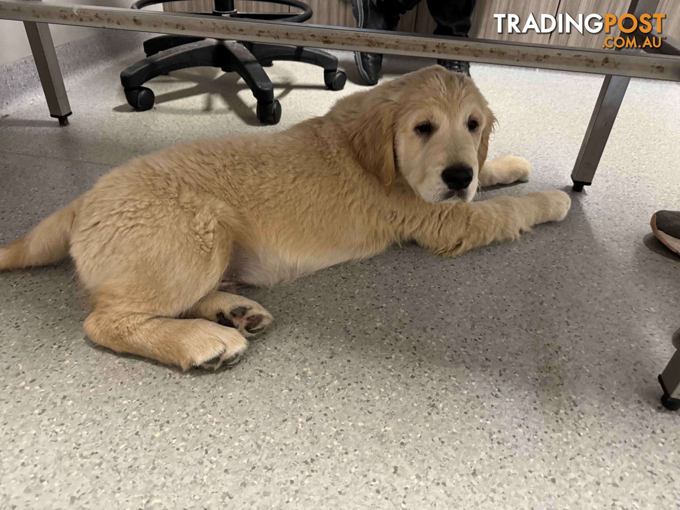 Golden Retriever Pure Bred Puppies