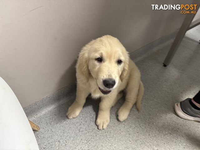 Golden Retriever Pure Bred Puppies