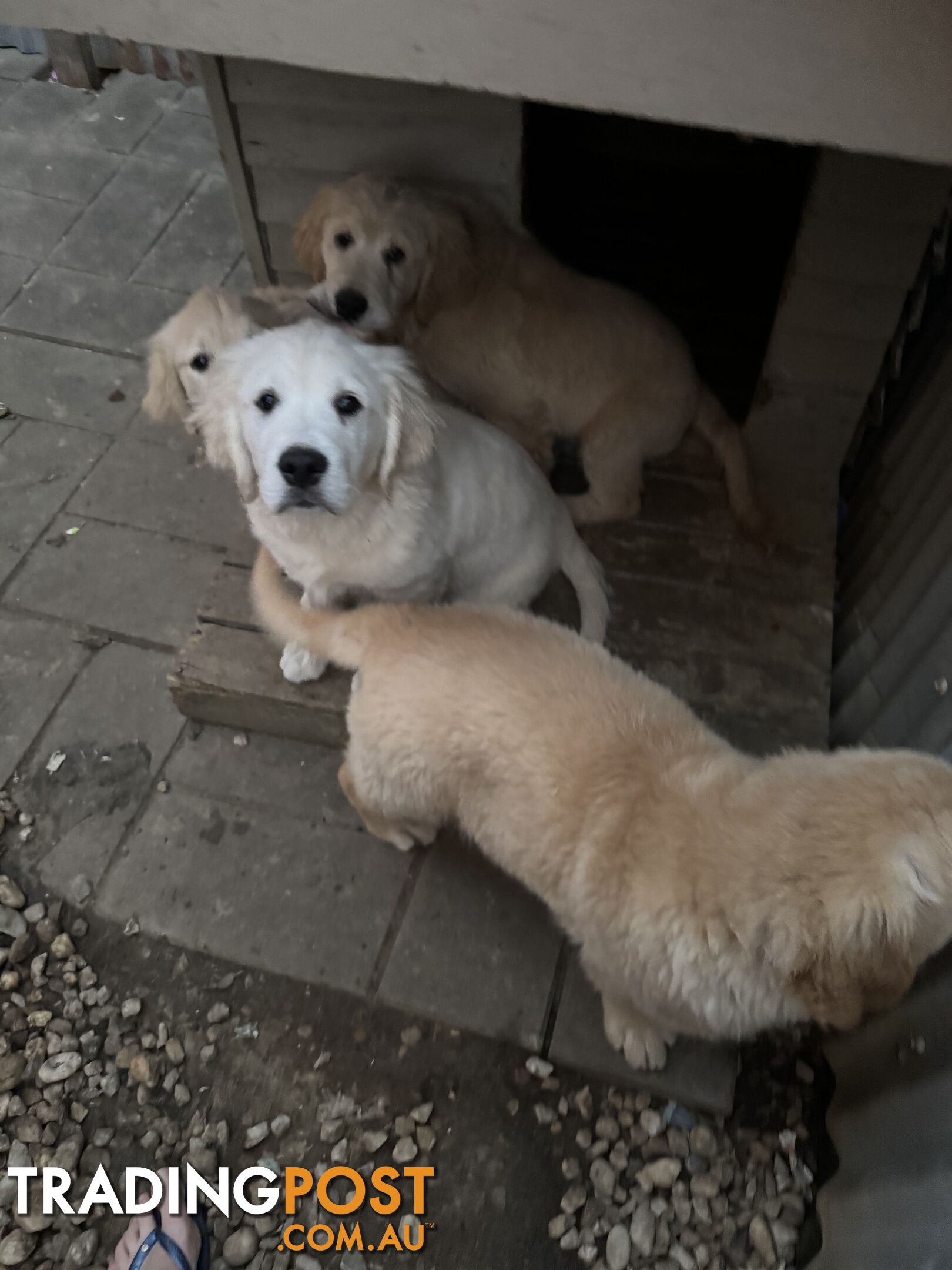 Golden Retriever Pure Bred Puppies