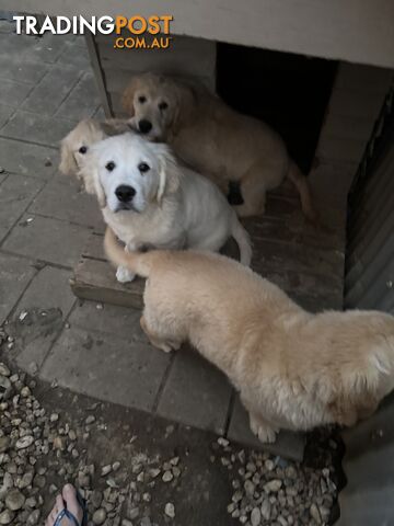 Golden Retriever Pure Bred Puppies