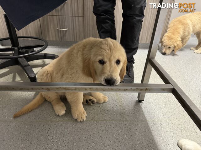 Golden Retriever Pure Bred Puppies