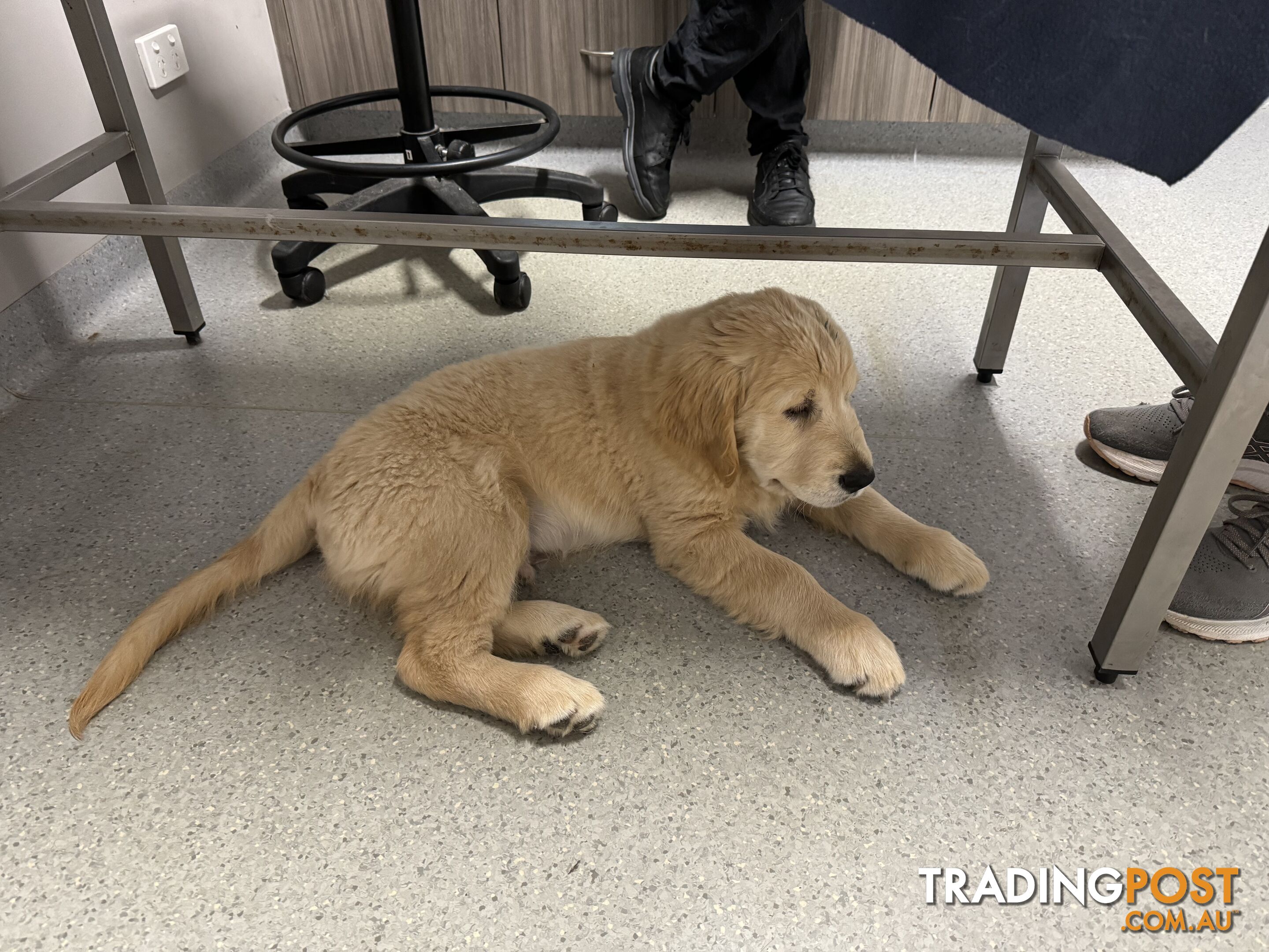 Golden Retriever Pure Bred Puppies