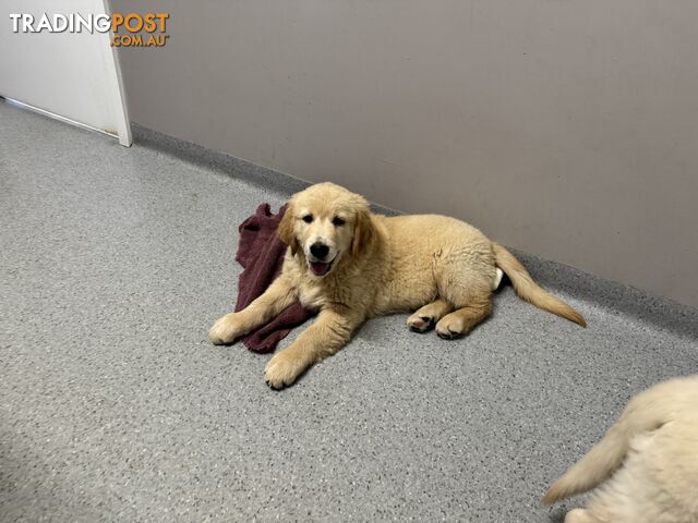 Golden Retriever Pure Bred Puppies