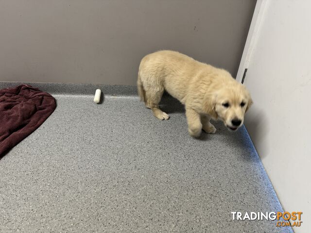 Golden Retriever Pure Bred Puppies