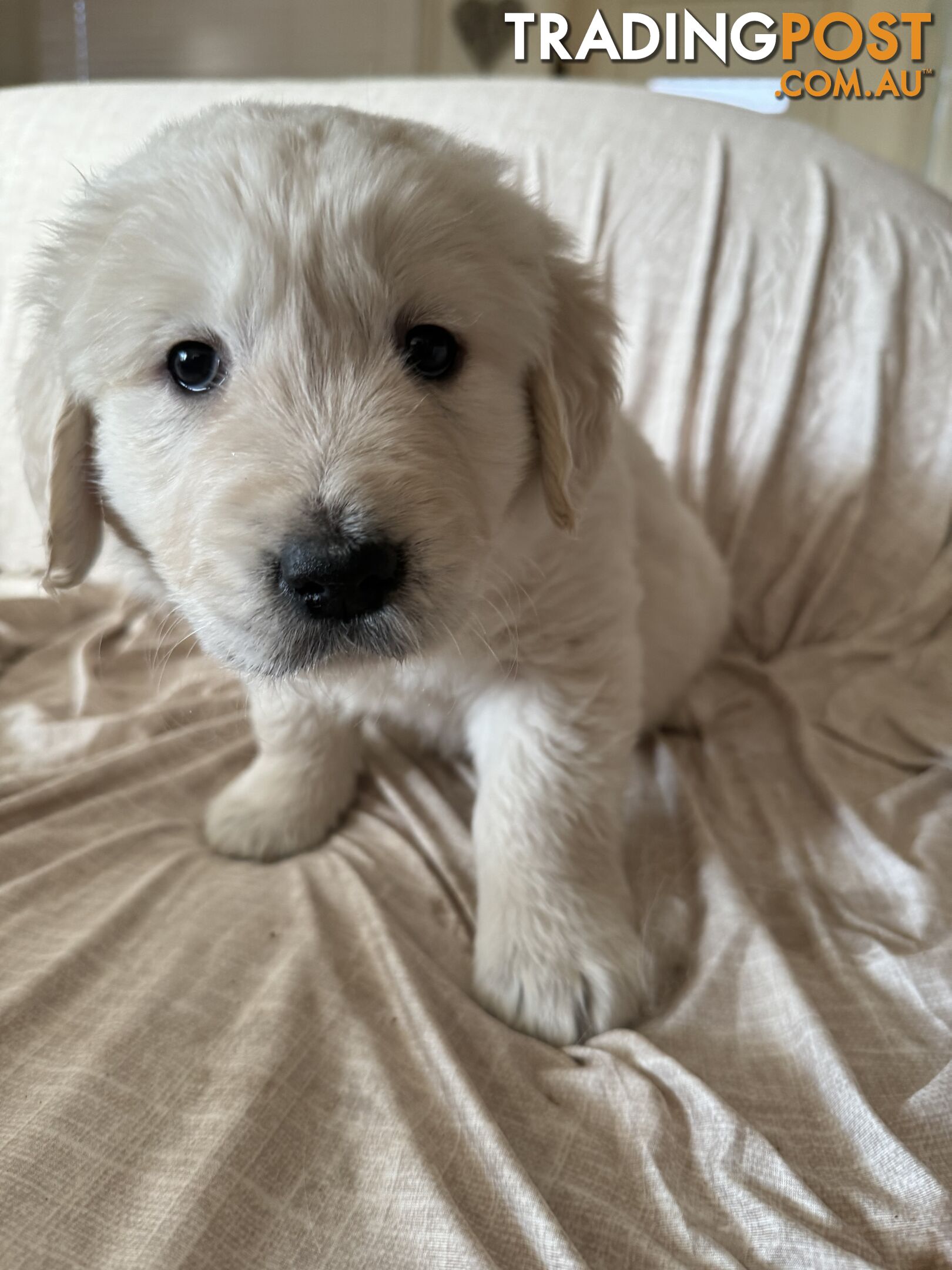 Golden Retriever Pure Bred Puppies