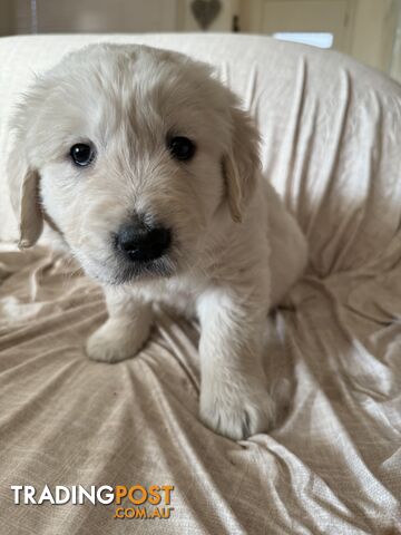 Golden Retriever Pure Bred Puppies