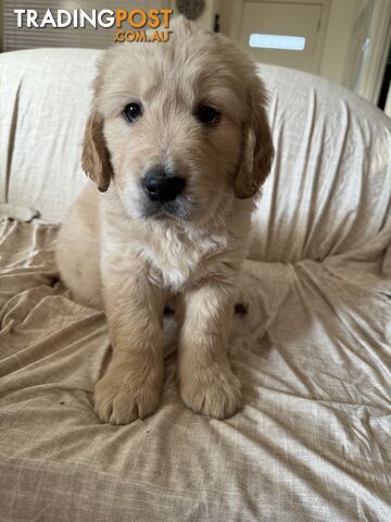 Golden Retriever Pure Bred Puppies