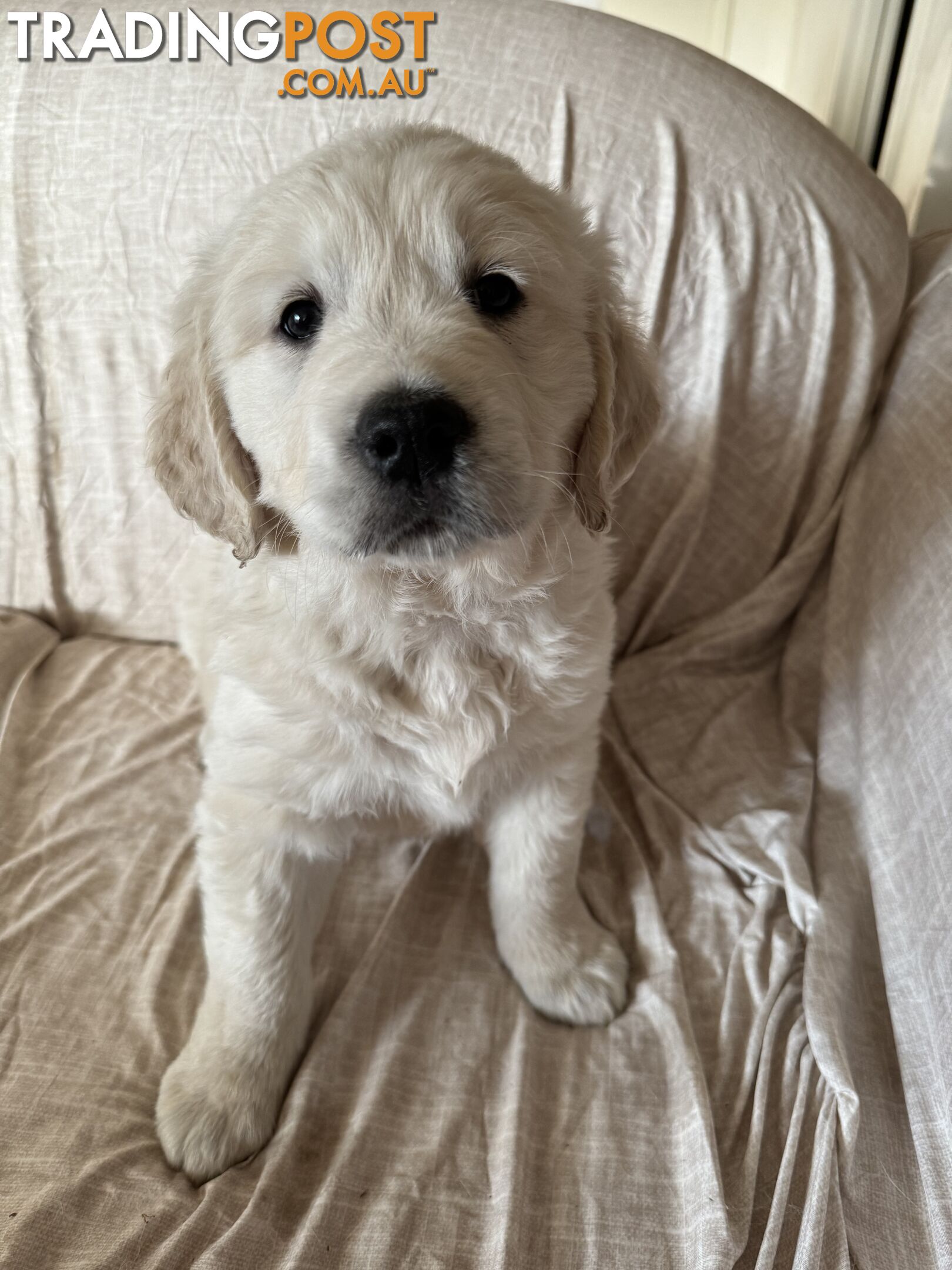 Golden Retriever Pure Bred Puppies