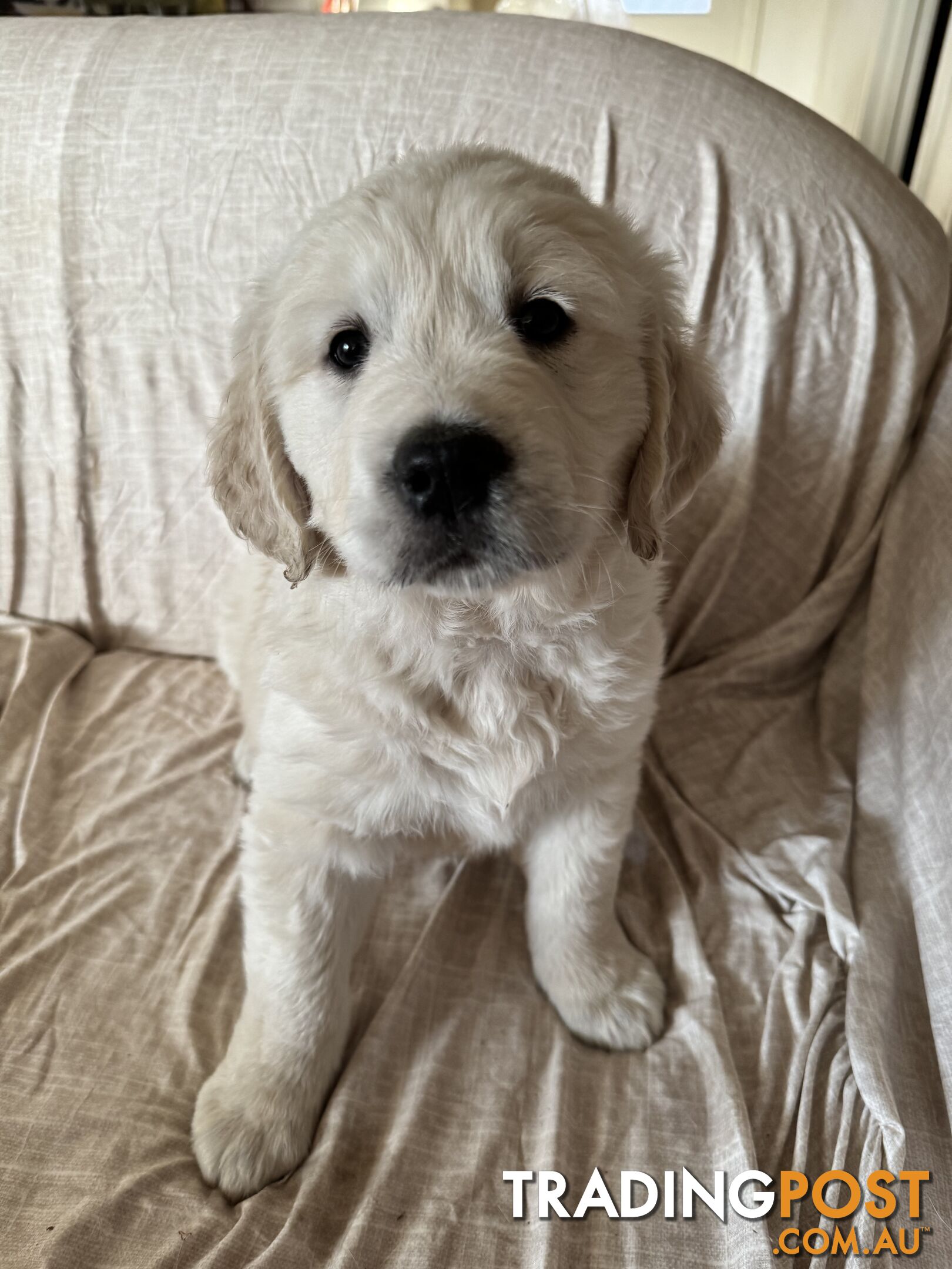 Golden Retriever Pure Bred Puppies