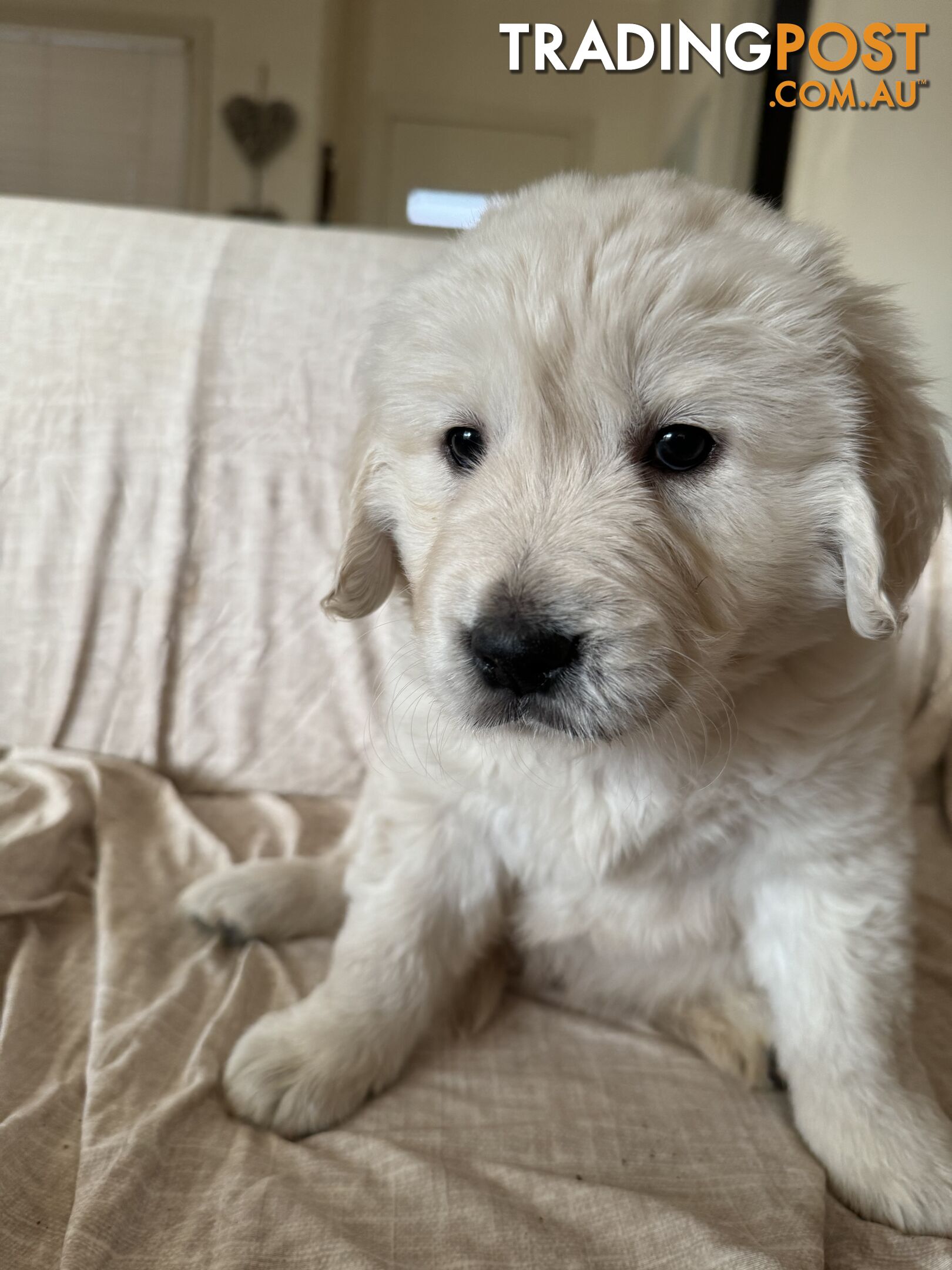 Golden Retriever Pure Bred Puppies