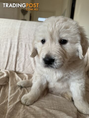 Golden Retriever Pure Bred Puppies