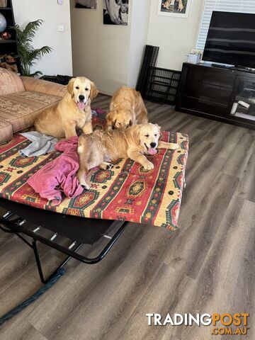 Golden Retriever Pure Bred Puppies