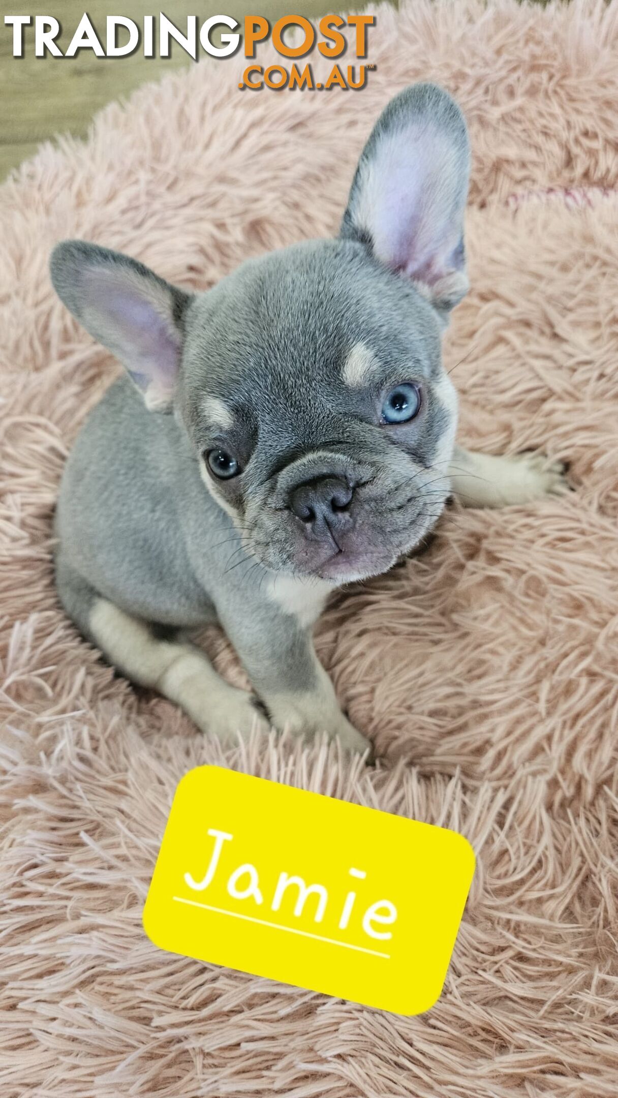 French Bulldog Puppies