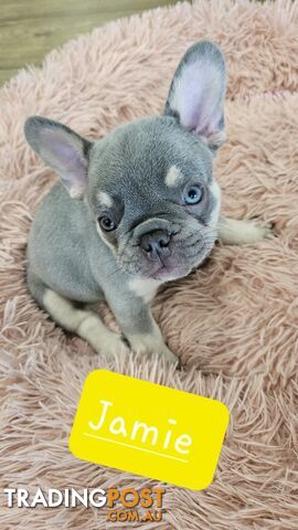 French Bulldog Puppies