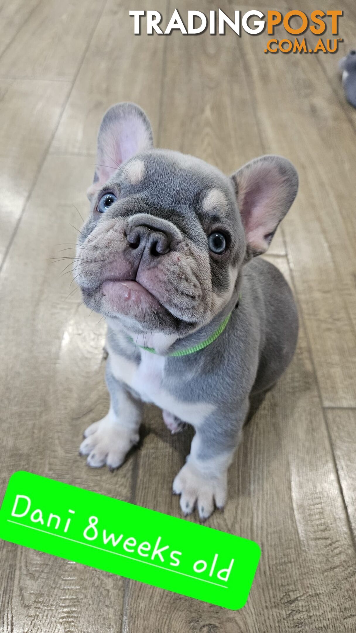 French Bulldog Puppies