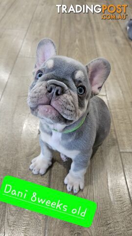 French Bulldog Puppies