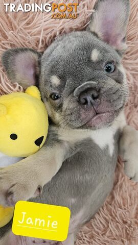 French Bulldog Puppies