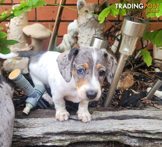 Mini Dachschund Puppy - 1 x female ready