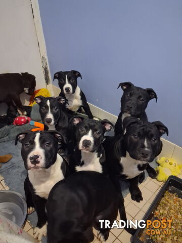 🐶 Beautiful Amstaff x English Staffy Pups, Looking for Their Forever Homes 🐾