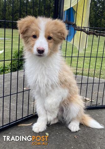 Border collie puppies