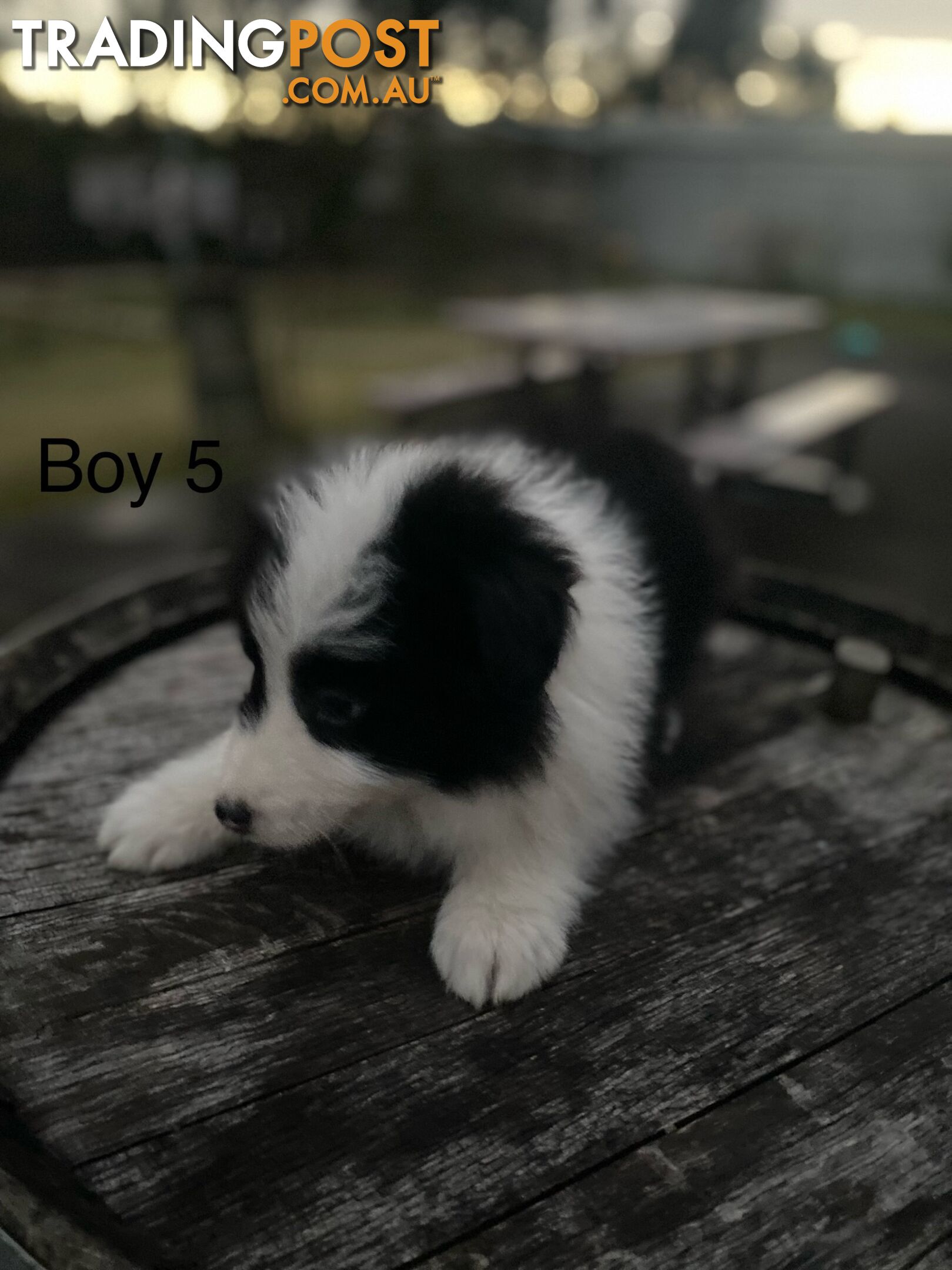 Border collie puppies