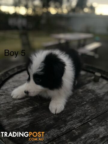 Border collie puppies