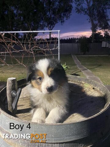 Border collie puppies