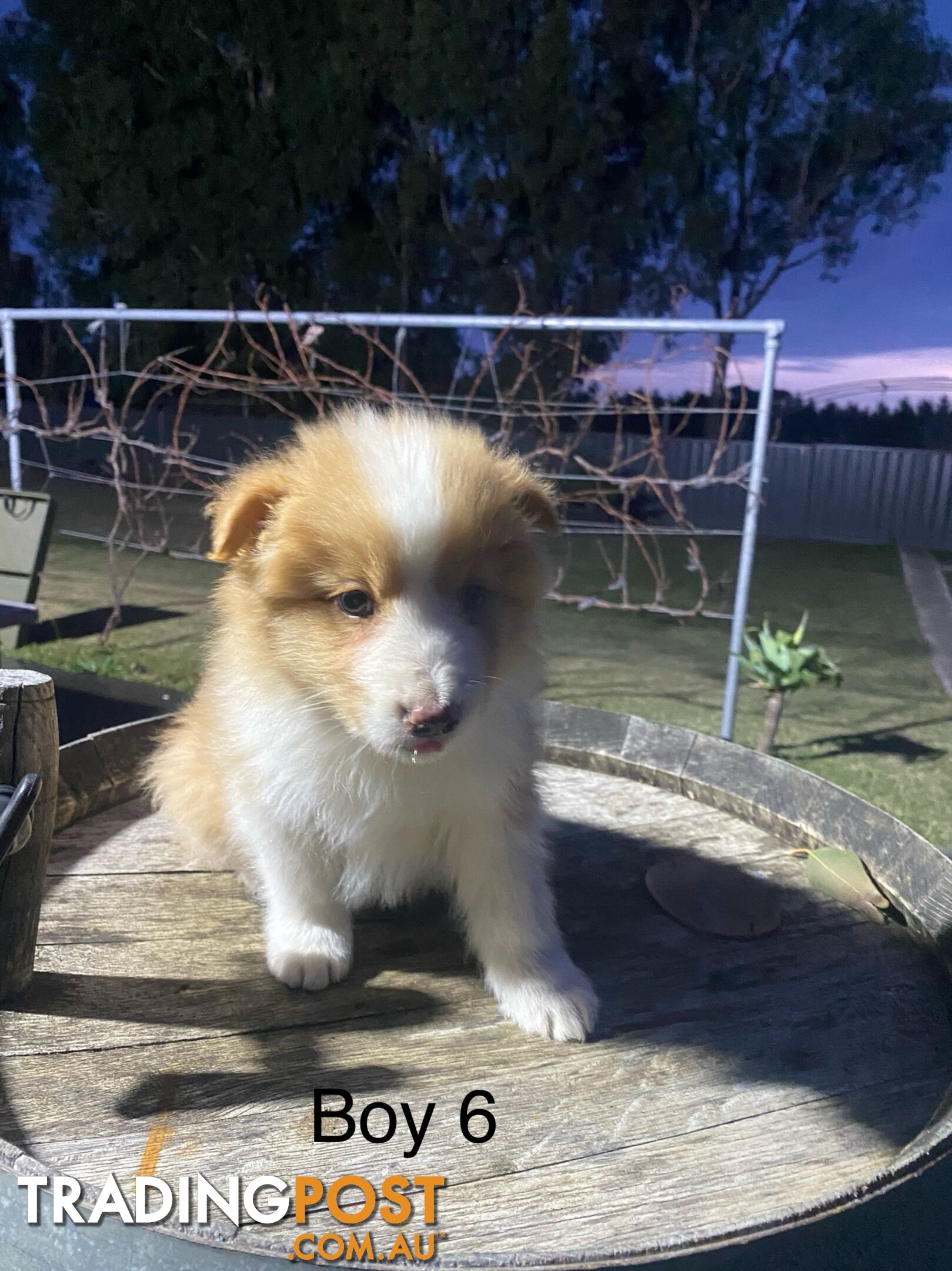 Border collie puppies