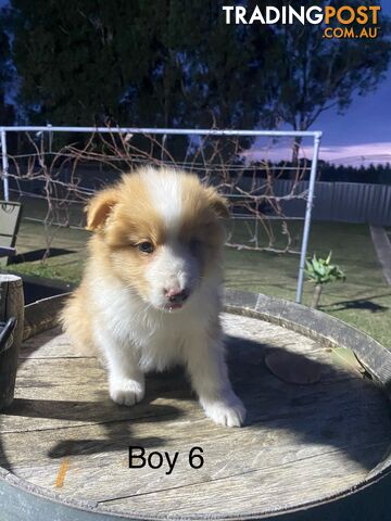 Border collie puppies