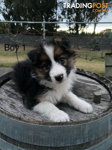 Border collie puppies