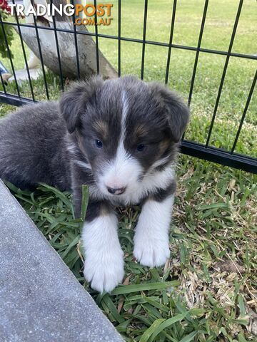 Border collie puppies