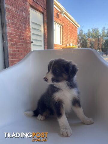 Border collie puppies