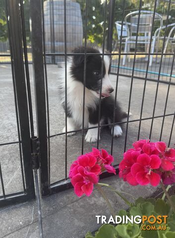 Border collie puppies