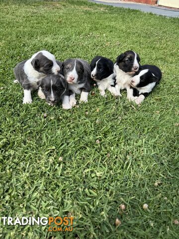 Border collie puppies