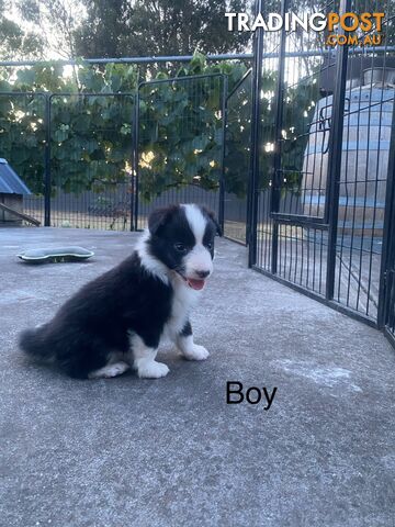 Border collie puppies