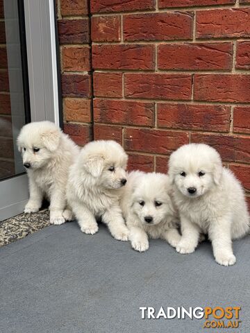 Maremma puppies