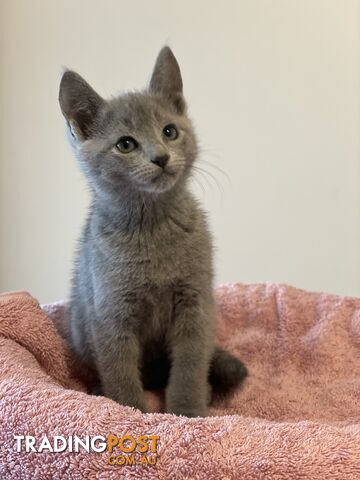 Russian blue kittens