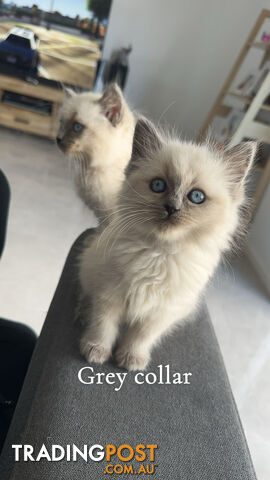 Purebred Ragdoll kittens