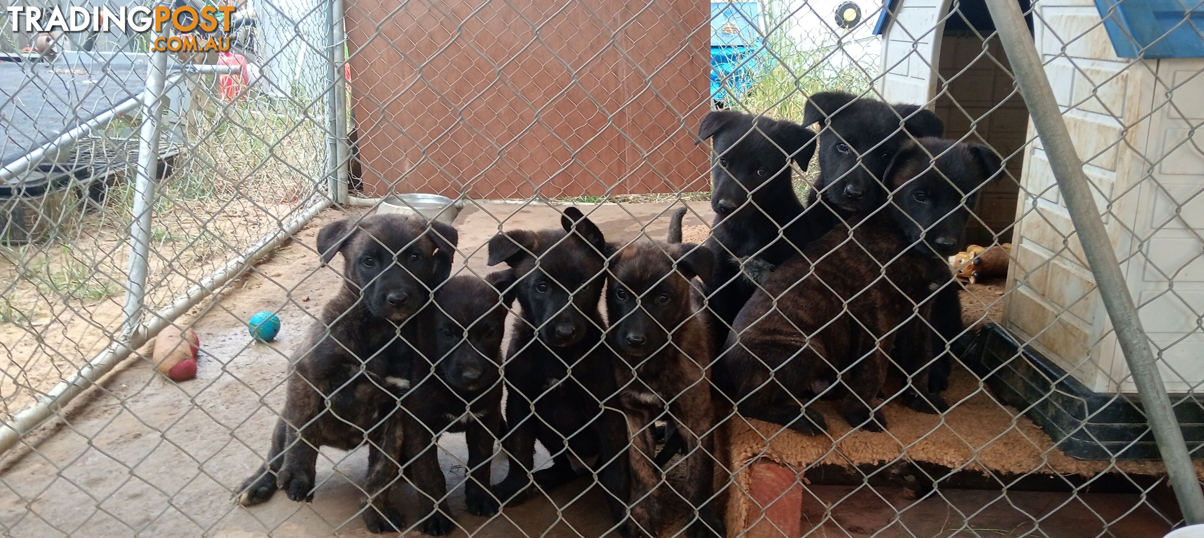 Dutch Shepherd Puppies - Belgian Shepherd/ Malinois