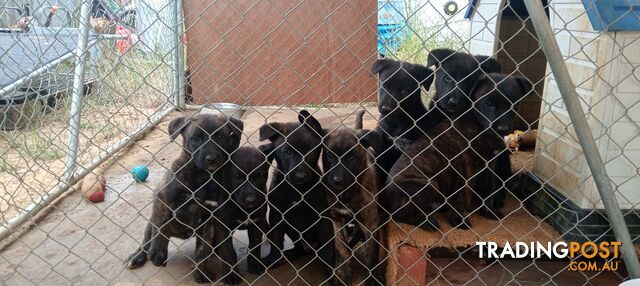 Dutch Shepherd Puppies - Belgian Shepherd/ Malinois